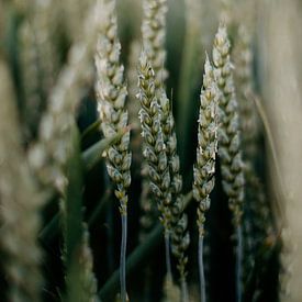 close up van het groene graan in Zuid-Limburg | kleurrijke landschapsfotografie van Studio Rood