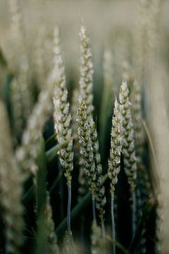 close up van het groene graan in Zuid-Limburg | kleurrijke landschapsfotografie van Studio Rood