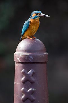 IJsvogel op Amsterdammertje in Amsterdam van Jeroen Stel