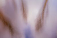 ICM rêveuse