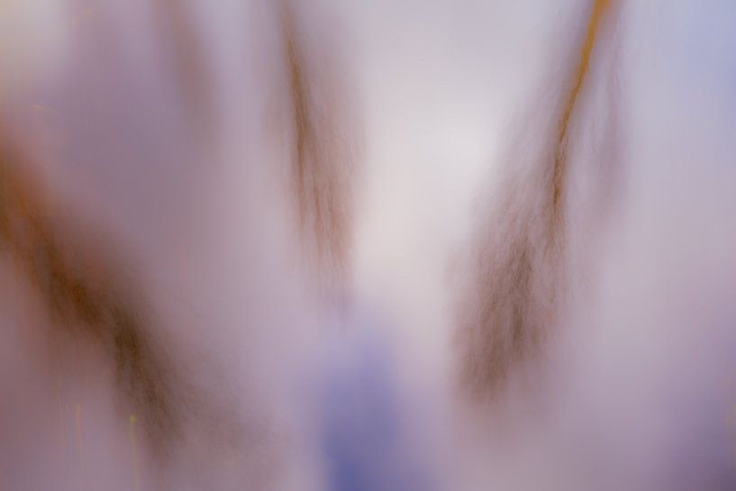 ICM verträumt von Monique Fotografie