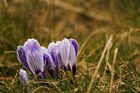 Flower in spring