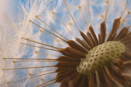 Vanuit de pluizenbol van de paardenbloem