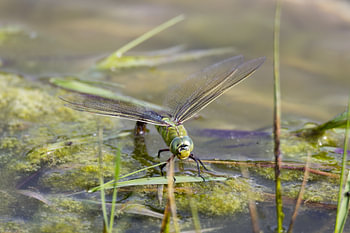 Libellules
