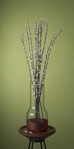 Kätzchen delight olivgrün