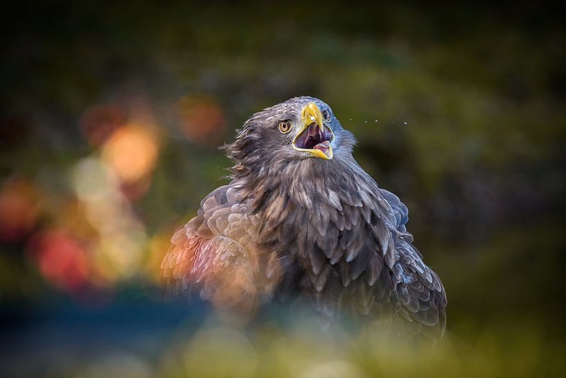 Europäischer Seeadler von Andy van der Steen - Fotografie