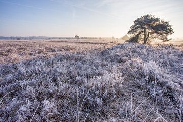 Zonsopgang Malpieheide 20 sur Peter van Rooij