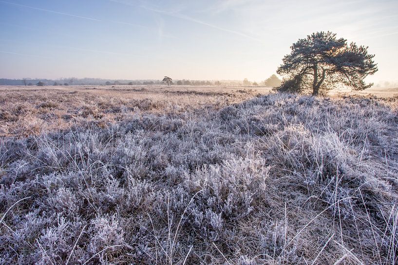 Zonsopgang Malpieheide 20 par Peter van Rooij
