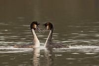 Love is in the water