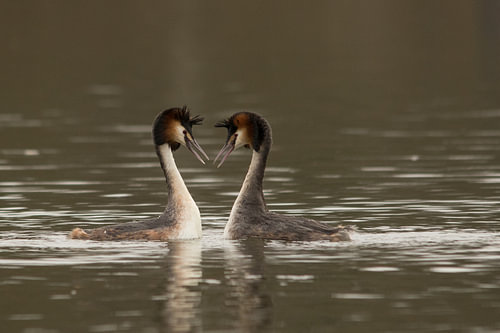 Love is in the water