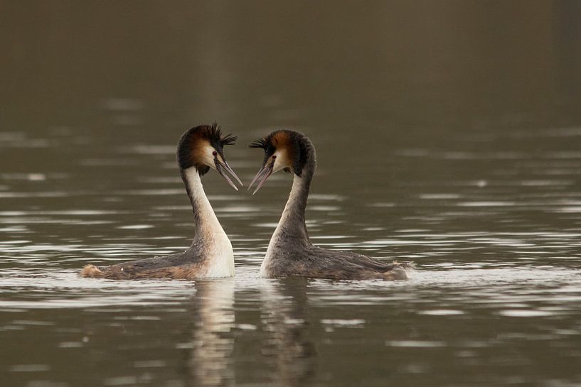 Love is in the water by Carola van Tilburg