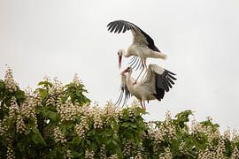 paringsdans ooievaars