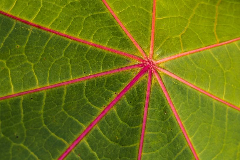 ster blad von Marjan Versluijs