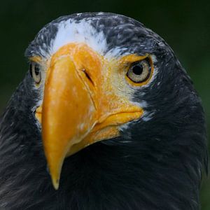 Raubvogel