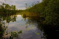 Ein kleiner See in De Wieden an einem Sommerabend von Wilko Visscher Miniaturansicht