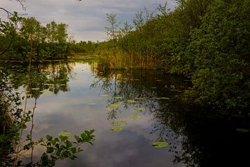 A small lake in De Wieden on a summer evening by Wilko Visscher