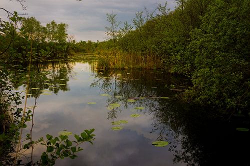 Een klein meertje in De Wieden op een zomeravond