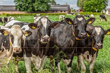 Nieuwsgierige koeien in Zuid-Limburg van John Kreukniet