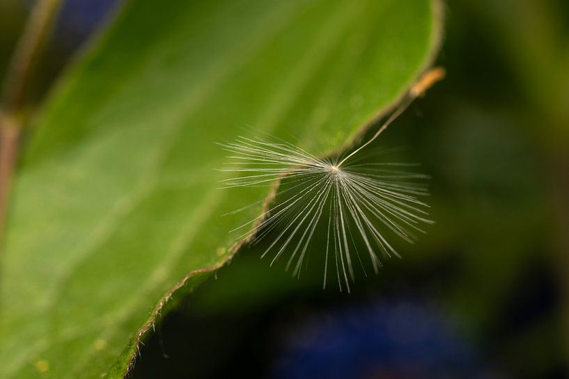 flower photography detail closeup by Egon Zitter