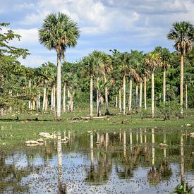 Palmbomen in moerasgebied by Merijn Koster