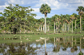 Palmbomen in moerasgebied