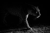 Leopard Nacht Jagd, Hannes Bertsch von 1x Miniaturansicht
