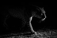 Leoparden-Nachtjagd