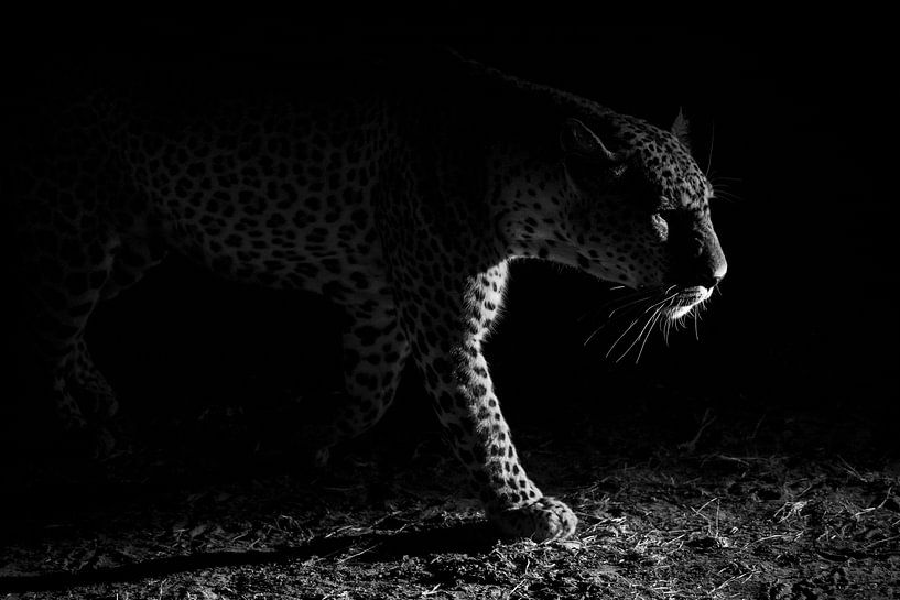 Leopard night hunt, Hannes Bertsch by 1x