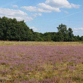 Bloeiende heide na natuurherstel. van Wim vd Neut