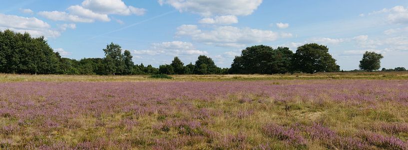 Flowering heathland after nature recovery. by Wim vd Neut