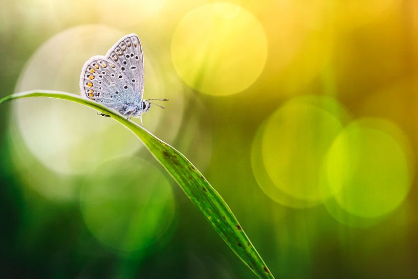 Colors of the spirit by Bob Daalder