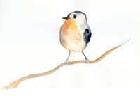 Robins