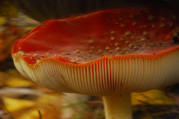 Vliegenzwam in de herfst 