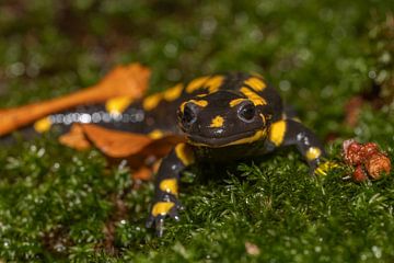 Vuursalamander van Sven Scraeyen