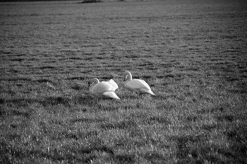 Two swans on a meadow in Emsland