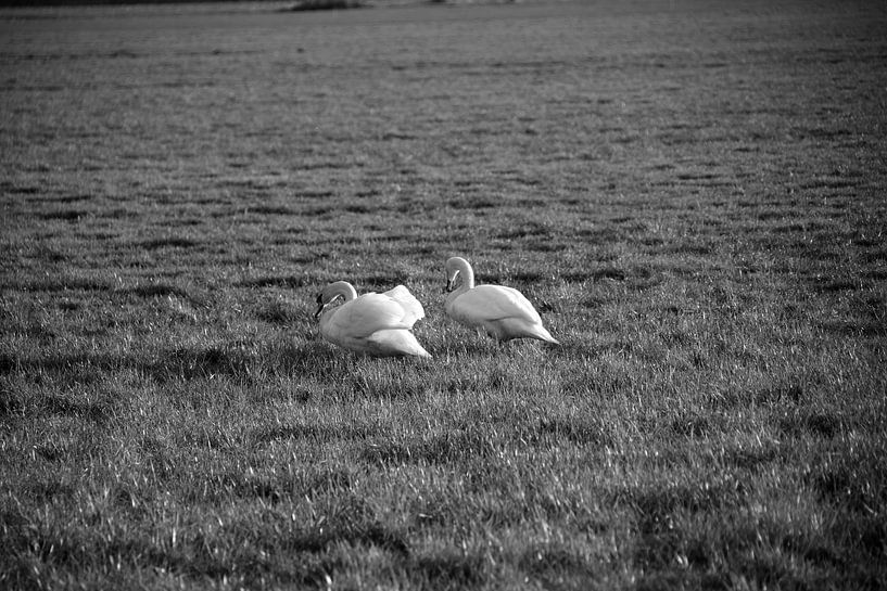 Deux cygnes dans une prairie de l'Emsland par Bianca Meyering Fotos - BMF