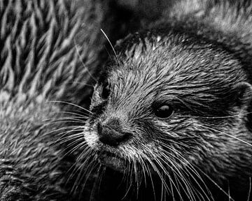 otter group sur claes touber