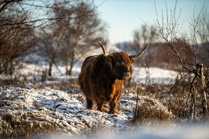 Schotse Hooglander in de sneeuw van Paula Romein