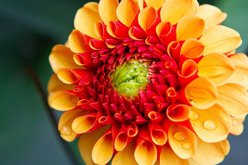 Dalia by Vincent Bazen