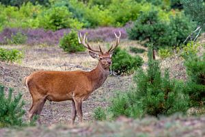 Red Deer van Heiko Lehmann