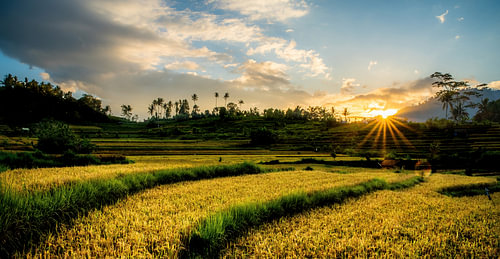 zonsopkomst over de rijstvelden van Sidemen in Bali