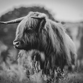 Schottischer Highlander in Großaufnahme schwarz-weiß in der niederländischen Landschaft von Maarten Oerlemans