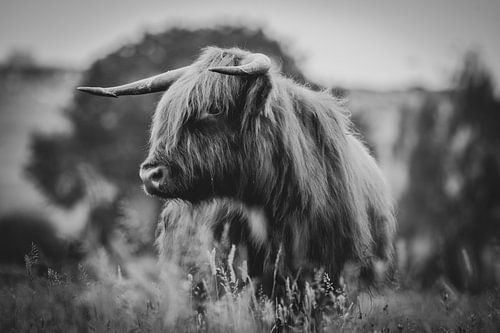 Scottish highlander close-up black and white in the Dutch countryside