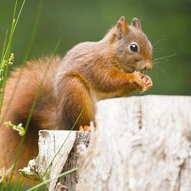 squirrel on branch by Stobbe; stiltegrafie
