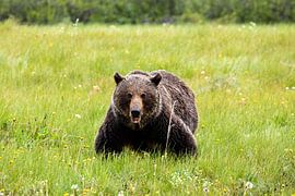 Grizzybär auf einer Wiese von Roland Brack