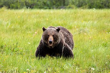 Grizzly bear in a meadow by Roland Brack