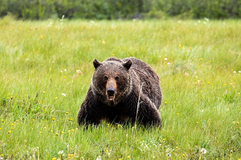 Grizzly bear in a meadow by Roland Brack