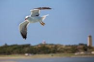 Seagull for Terschelling by Evert Jan Kip thumbnail
