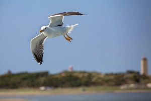 Möwe für Terschelling