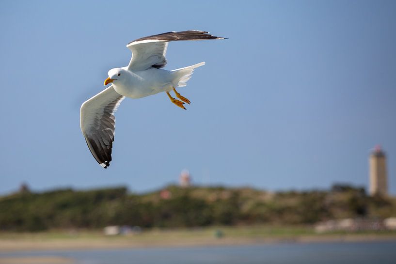 Seagull for Terschelling by Evert Jan Kip
